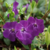 Барвинок малый (Vinca minor) Мультиплекс С3 ГлХ/25