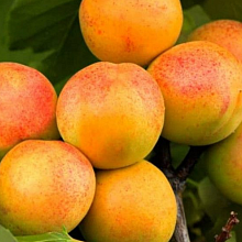 Рисунок 10.jpg