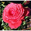 Роза чайно-гибридная 