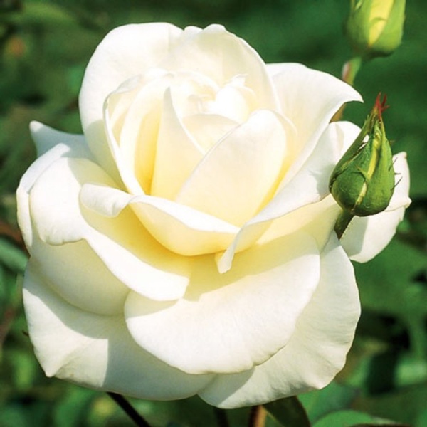 Основное изображение товара