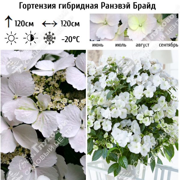Гортензия гибридная "Ранэвэй Брайд" на фото