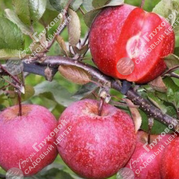 Яблоня "Эдерман" на фото