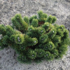 Сосна горная (Pinus mugo) Якобсен 20-25 С5 ГШт/26