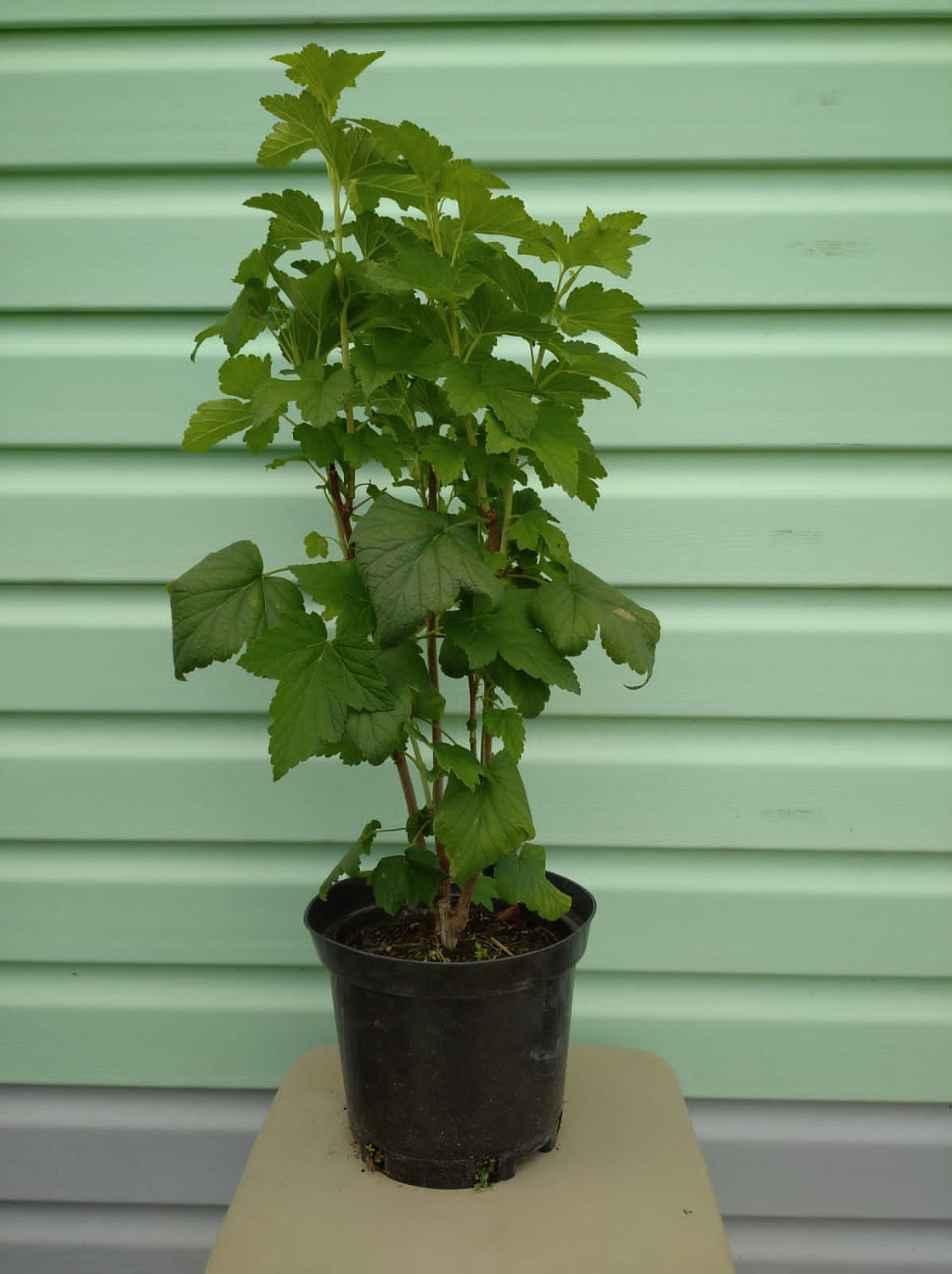 АКЦИЯ: Двухлетние саженцы смородины от 75₽