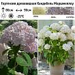 Гортензия древовидная 