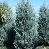 Можжевельник скальный (Juniperus scopulorum) Мунглоу   С3 СП/24