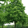 Липа американская (Tilia amerikana ) Нова 200-250 С25 РСав/25