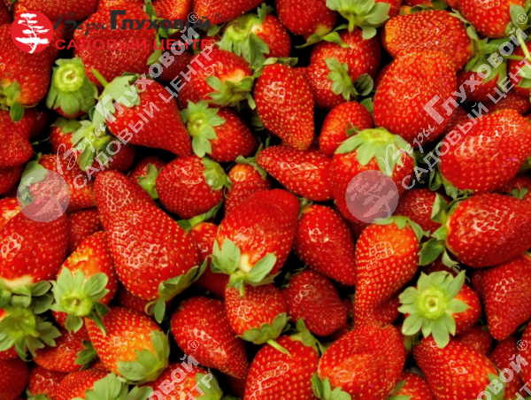 Земляника садовая на фото