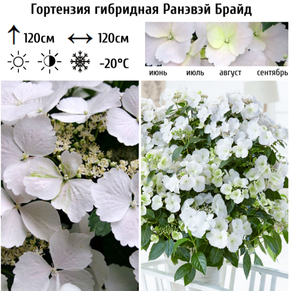 Основное изображение товара