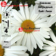 Нивяник гибридный 