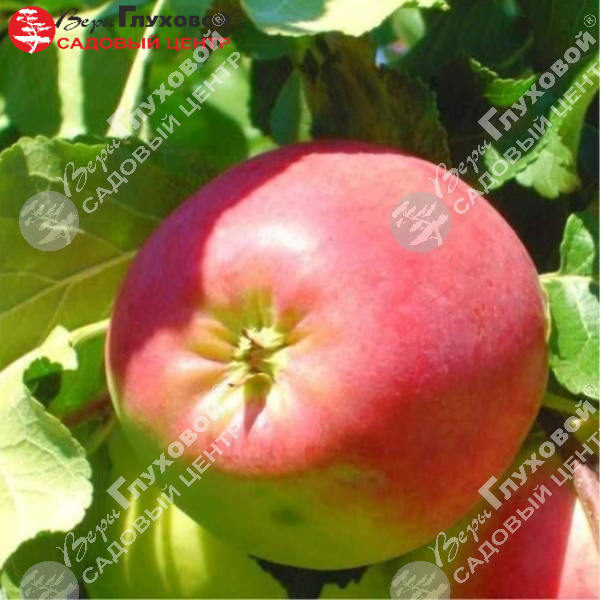 Яблоня "Успенское" на фото