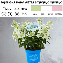 Основное изображение товара