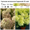 Гортензия метельчатая (Hydrangea paniculata) Гарденлайт XS-Лайт  С2 СП/26