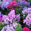 Флокс метельчатый (Phlox paniculata) Флейм микс С2 РАц/25