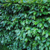 Кизильник блестящий (Cotoneaster lucidus)   С3