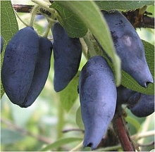 Основное изображение товара