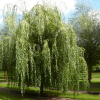 Ива гибрид Шабурова "Памяти Миндовского" на фото