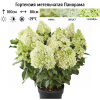Гортензия метельчатая (Hydrangea paniculata) Панорама С3 РАст/24