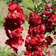 Хеномелес прекрасный 