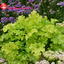 Основное изображение товара