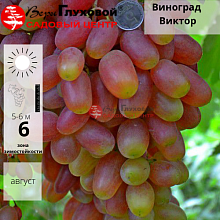 Основное изображение товара