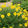 Гелиантемум (Helianthemum) Бен Фада С2 НСп/26
