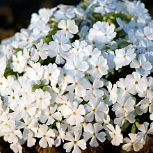 Основное изображение товара