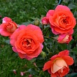 Роза флорибунда 