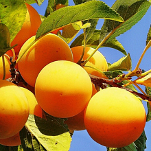 Основное изображение товара