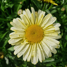 Основное изображение товара