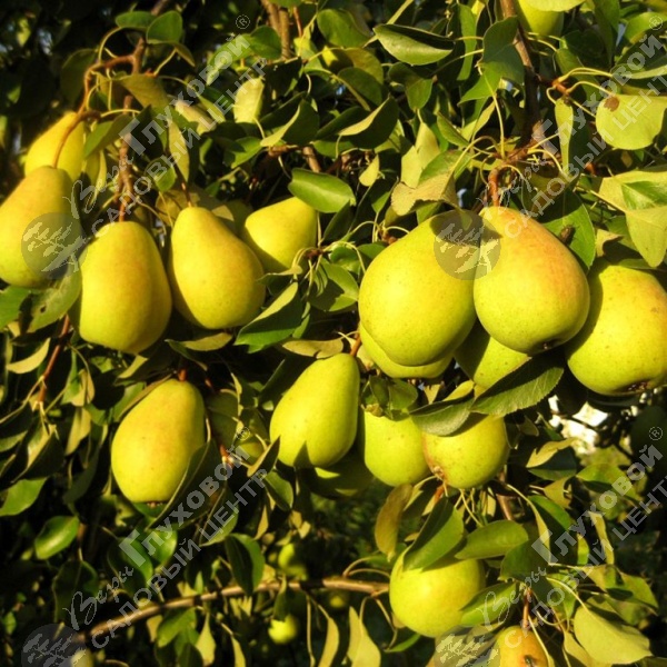 Груша "Чижовская" на фото