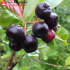 Арония Черноплодная на фото