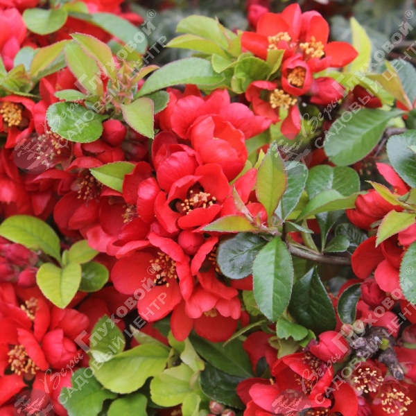 Хеномелес японский на фото