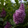 Сирень венгерская (Syringa josikata) С3 СП/24
