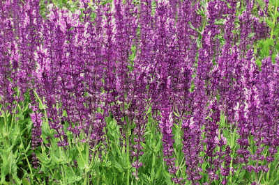 Шалфей дубравный 