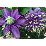 Клематис Taiga